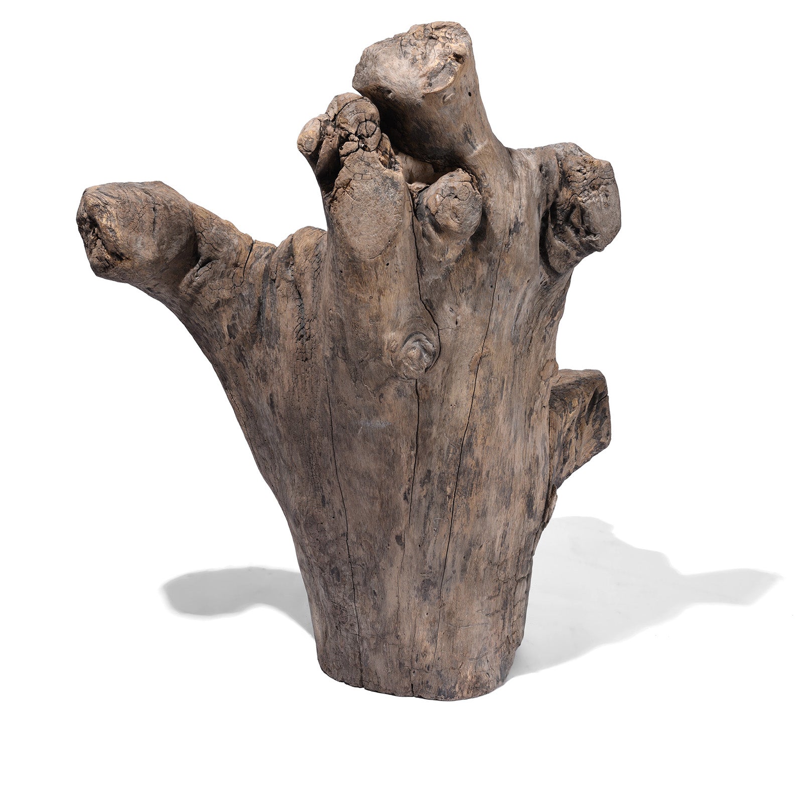 Poplar Root Chair