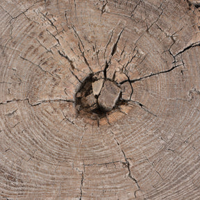 Yumu Elm Tree Stump Coffee Table